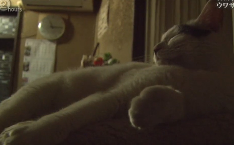 貓咪小八.jpg 貓咪小八.jpg